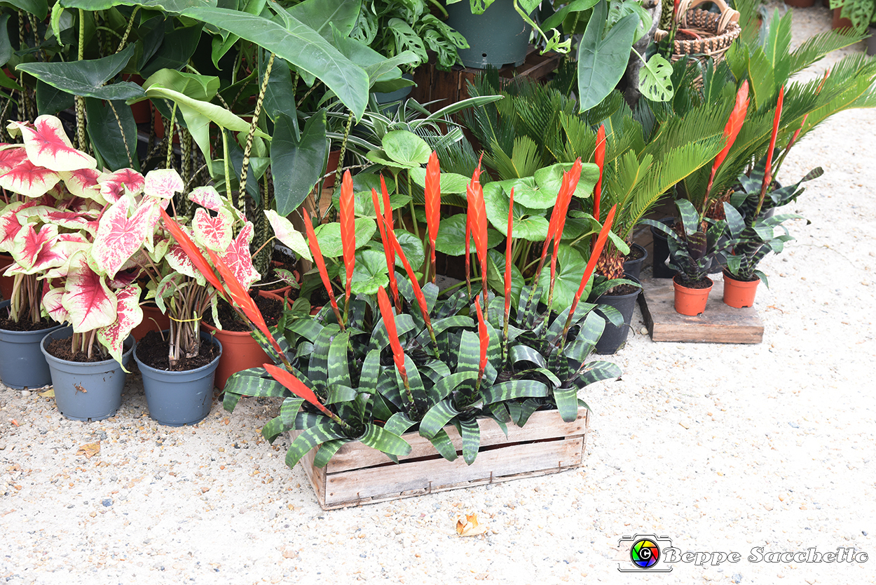 VBS_3415 - Floreal 2023 - Vivere con le piante.jpg